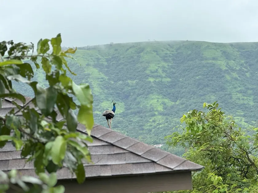 1BHK LakeView BougainvillaPasure - Image 1