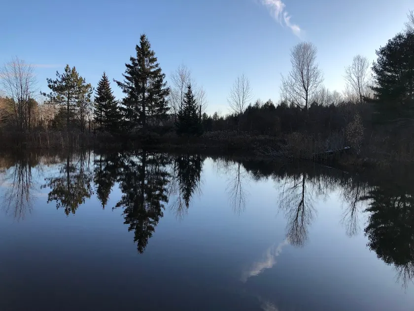 Peaceful Woods at The Johnson Cottage - Image 1