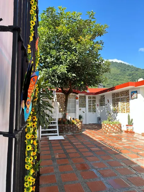 Beautiful sunflowers home Orizaba - Image 1