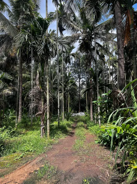 Palm Stays - 2.5 acres of Greenary - Image 1