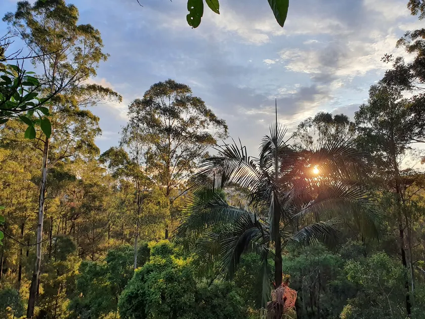 Freedom in the Forest - Image 1
