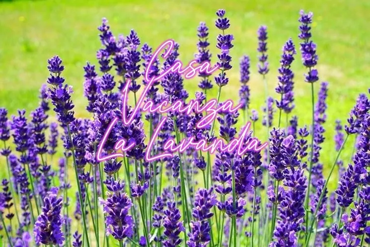La Lavanda Vacation Home - Image 1