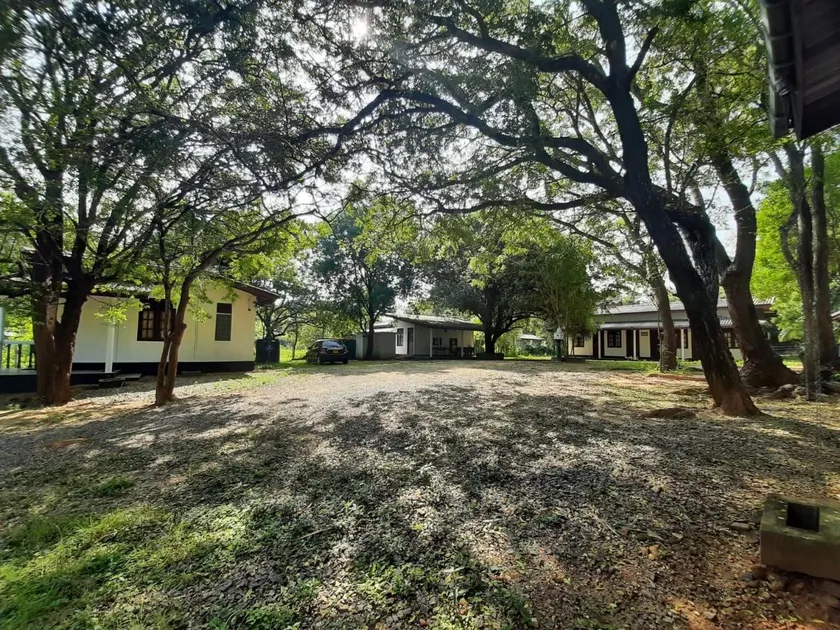 Yala Jungle view - Image 1