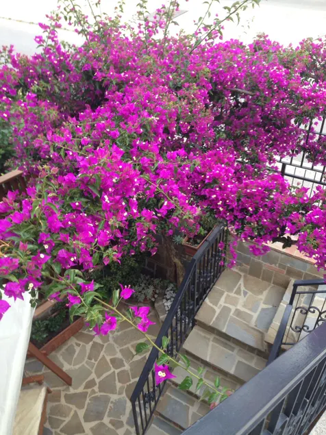BOUGAINVILLEA Relax e Mare a 50m, in Centro! - Image 1