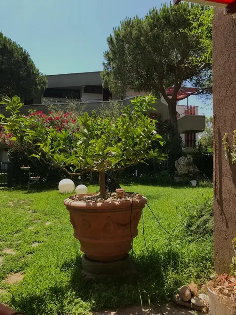 Marina Di Bibbona - Image 1