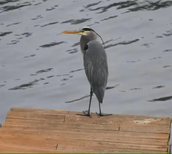 The Blue Heron Lakehouse - Image 1