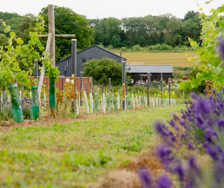 Vineyard Annexe - Image 1