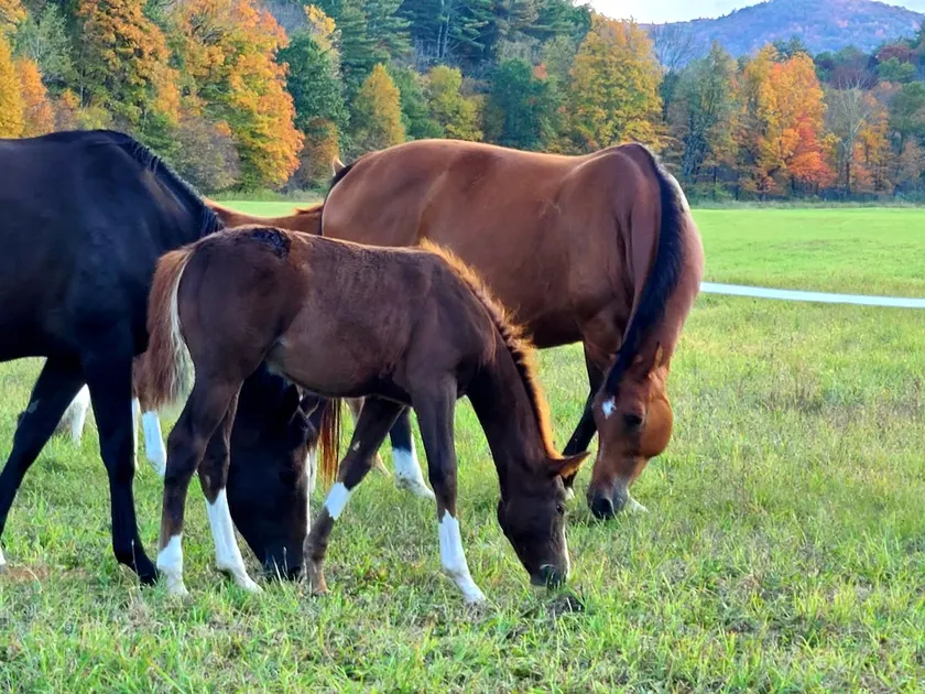 Camden Creek Farm - Image 1