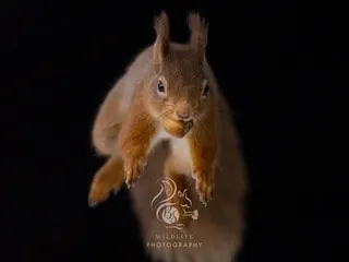 Squirrels Leap - Image 1