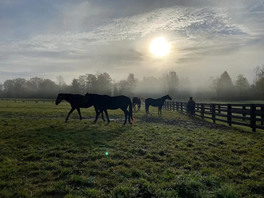 NEW 3 bedroom - Thoroughbred Farm & Lake Views! - Image 1
