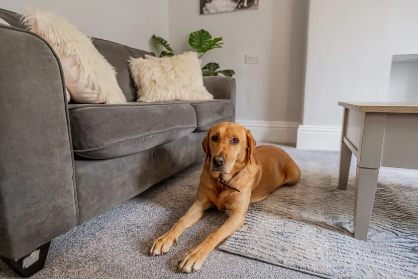 Upper Swan View Harrogate - Superb location. Sleeps 3. Dog Friendly. Refurbished - Image 1