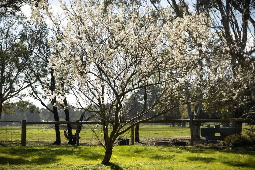 ” A Suite Escape” In the heart of the Bellarine. - Image 1