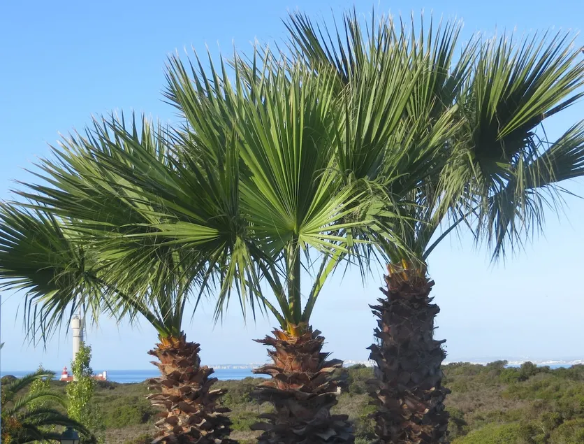 Three Palms Apartment - Image 1