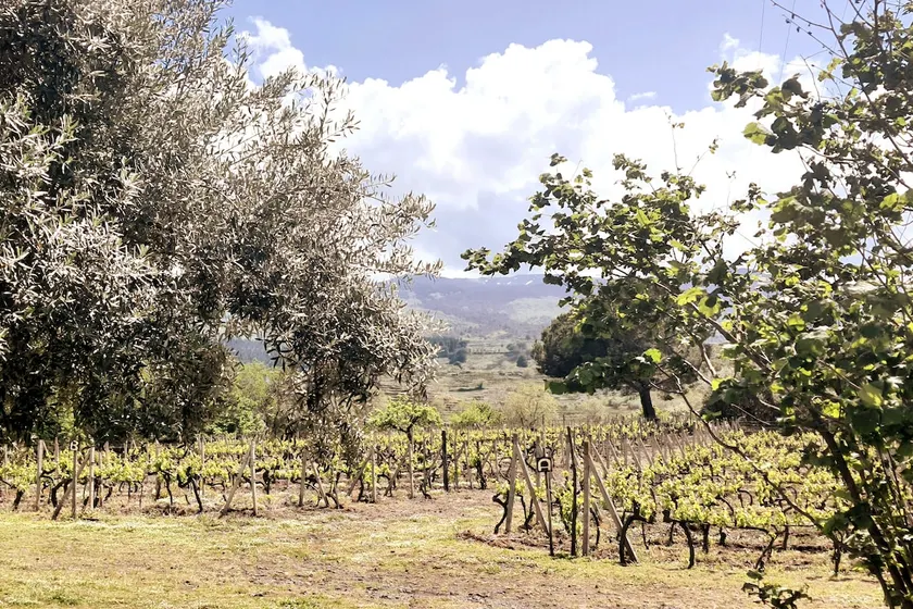 The Window on the Vineyard - Image 1