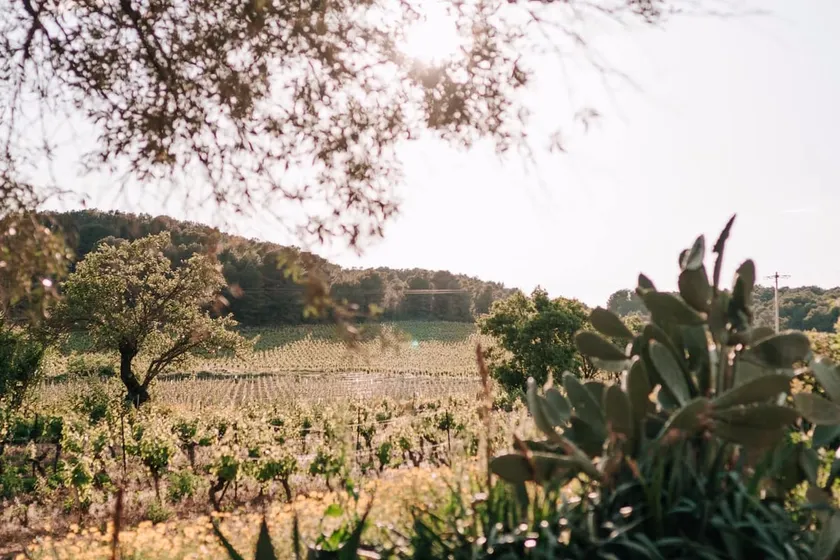 Quiet - Vineyards and Pine Forest - Pezenas - Image 1