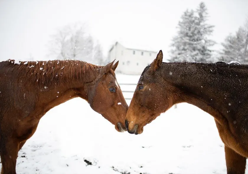 Horse Ranch with Hot tub - Image 1