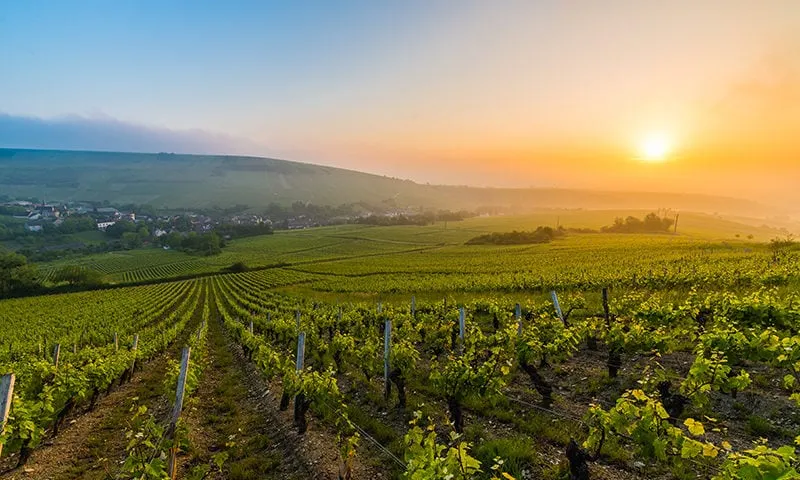 GITE AT THE FOOT OF THE VINEYARDS - Image 1