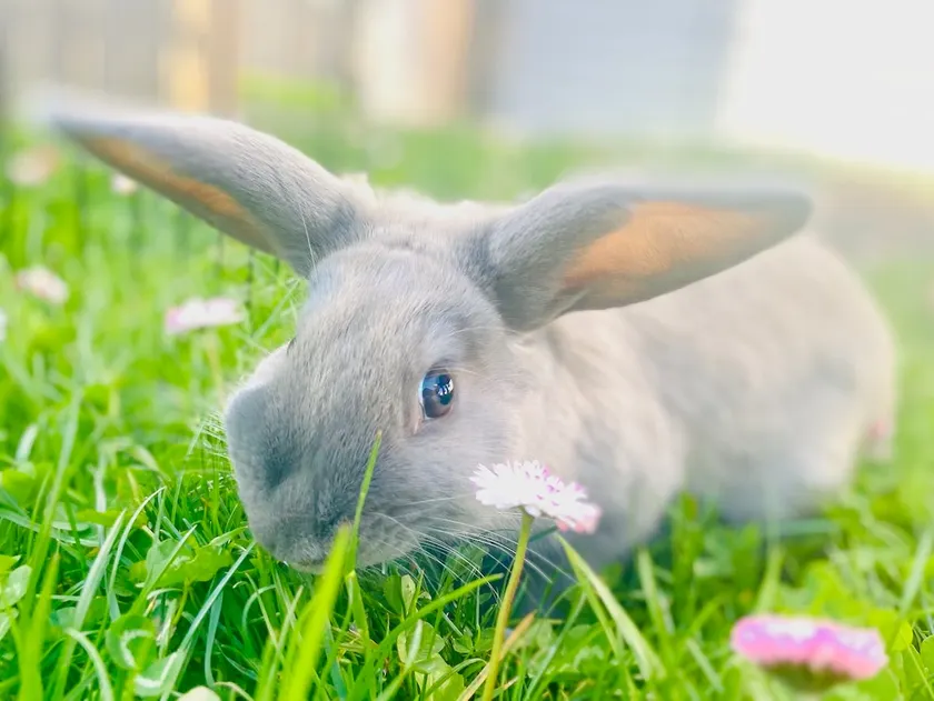 Peach Street Farm: Bunnies, Gardens, Playroom, A/C - Image 1
