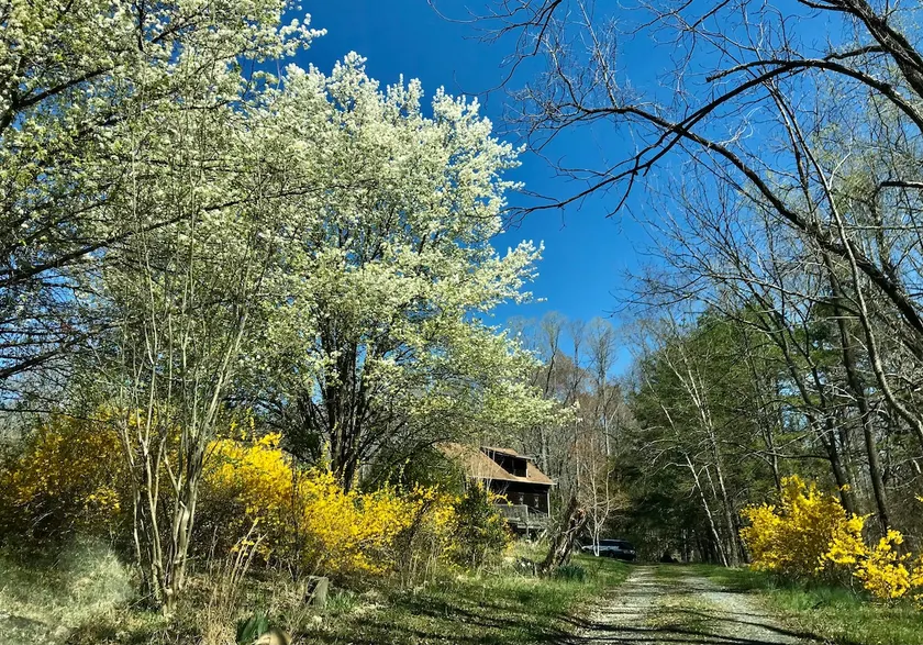 Sue's Wee Cottage in Pinnacle - Image 1