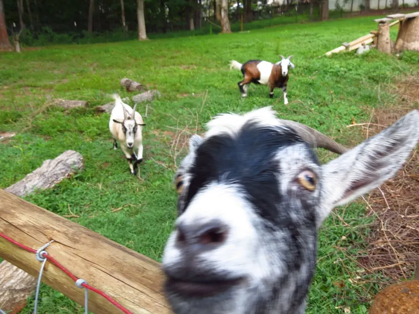 Goat Farm Guest Suite - Image 1