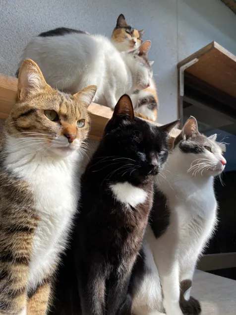 Stay with a dog at the ”Protective Cat Cafe Honten”, limited to one group per day, 1 night with cafe breakfast included - Image 1