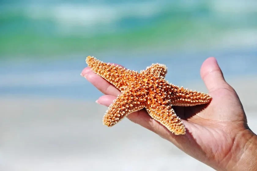 Salty Starfish: Work-Play-Relax-Beach-Bay-Pets OK - Image 1