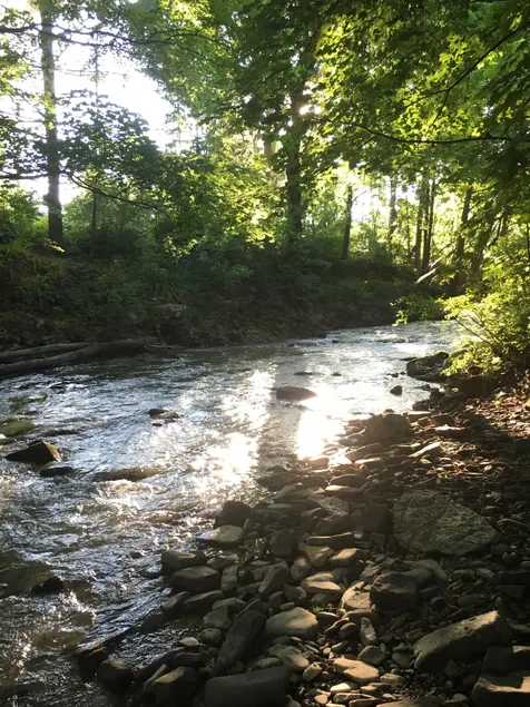 Elk Creek Cottage, with a stunning creek view - Image 1