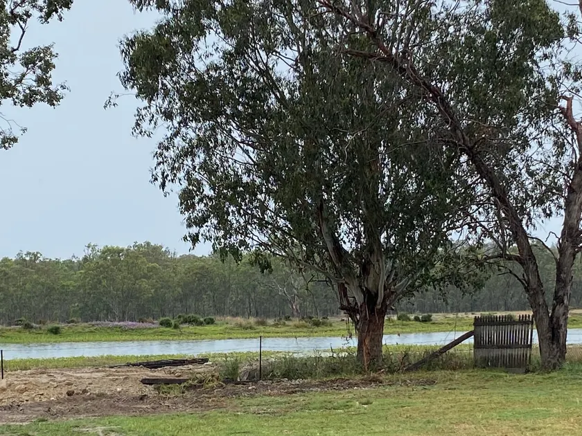 Home Among the Gum Trees - Image 1