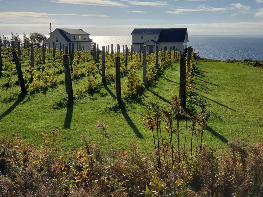 Guesthouse by the vineyard on the Sea - L.2301229 - Image 1
