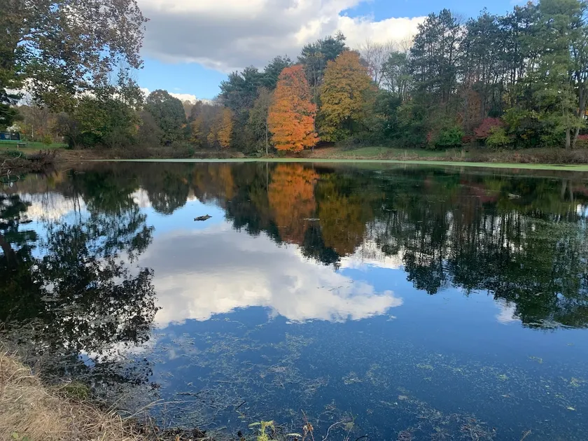 Cabin on Shimmering Pond - Image 1