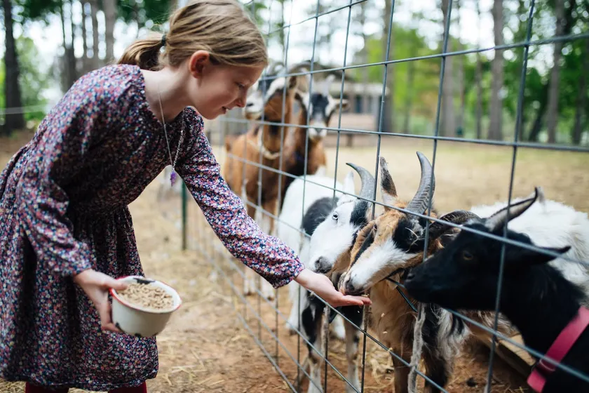 Goat Retreat: Petting Zoo, Barn, Hot Tub & River - Image 1