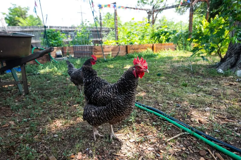 Backyard Chickens! Central to Boulder & Denver - Image 1