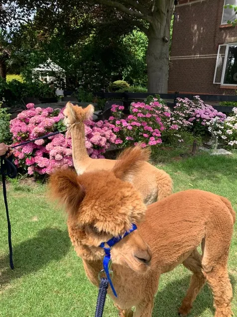 Alpaca house - Image 1