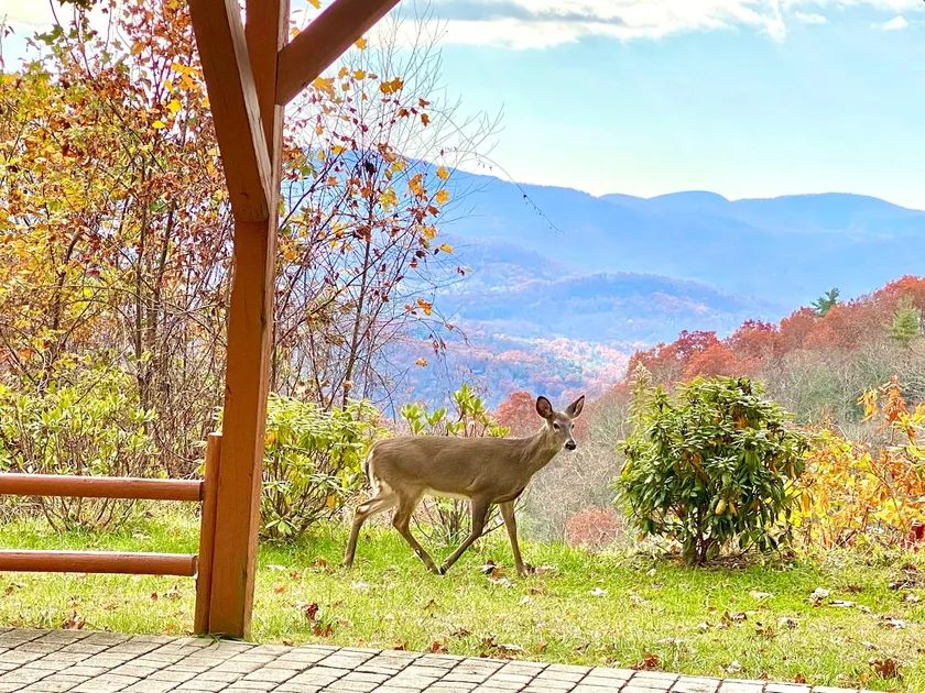 5 Bedroom Private Estate-Views!-13 mi to downtown! - Image 1