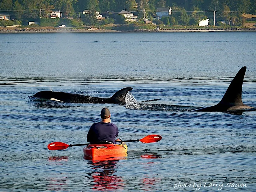 Beach Home w/King, Queen, 2 pullout beds + WiFi. See Whales/Eagles Walk to ferry - Image 1