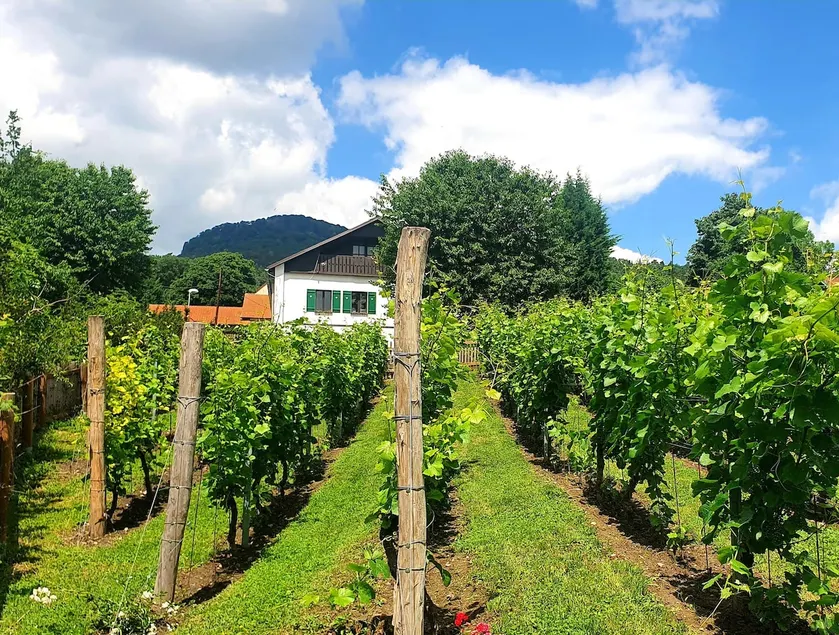 House in the middle of vineyards - Haus 44 - Image 1