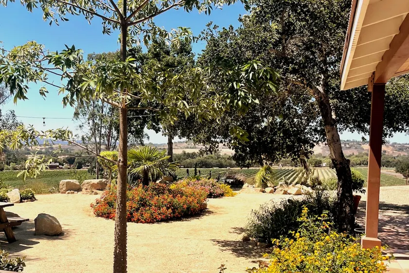 Hilltop Vineyard and Agave Field with View - Image 1