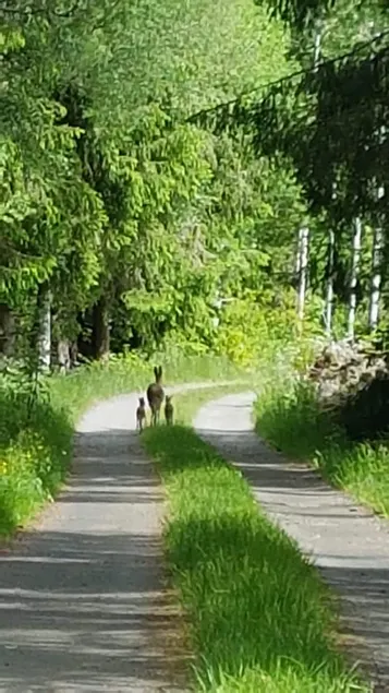 Swedish house with proximity to the lake - Image 1
