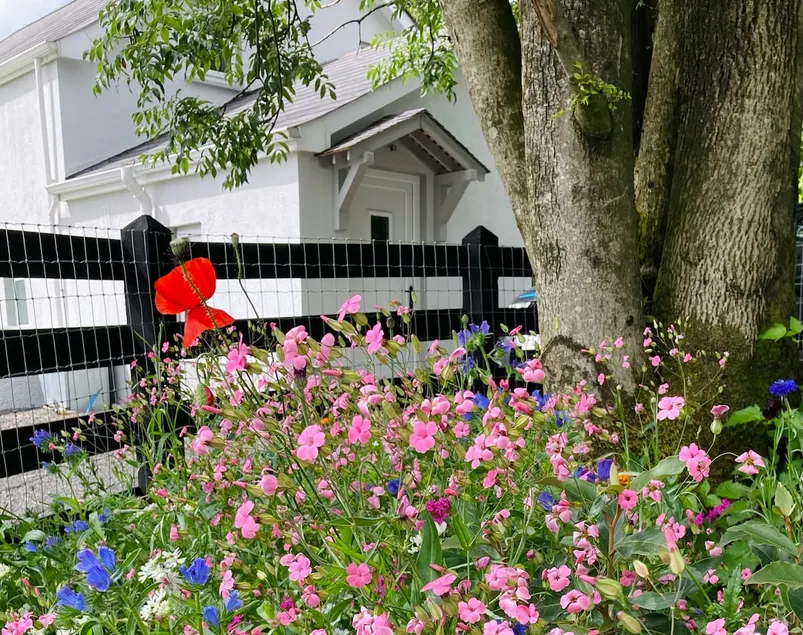 Beech tree cottage is comfortable and cosy - Image 1