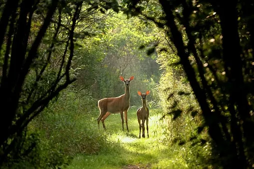 Absolutely WonDEERful! Yosemite Oakhurst Bass Lake - Image 1