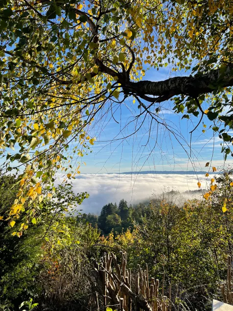 Dream view - Image 1