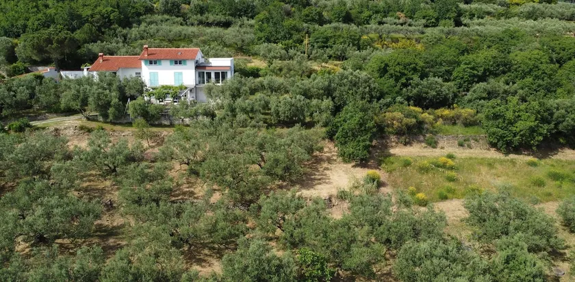 House among olive trees with a sea view 1 - Image 1