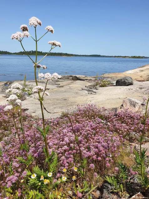 Private house on island in archipelago idyll - Image 1