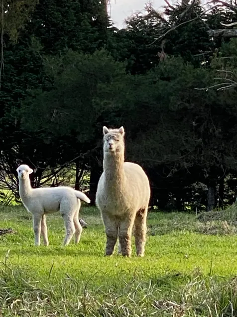 Relaxing at acreage farmhouse - Image 1