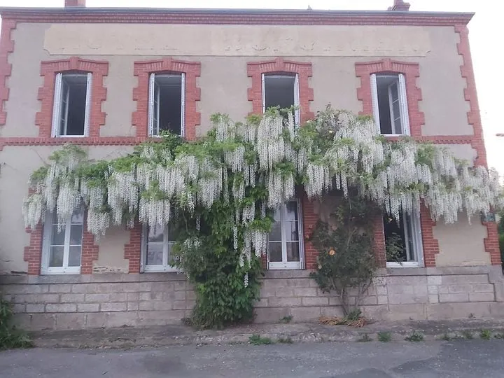 Wisteria - Image 1