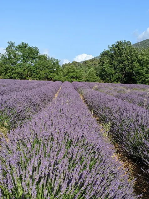 Mas in the lavender fields, in the heart of the Luberon - Image 1