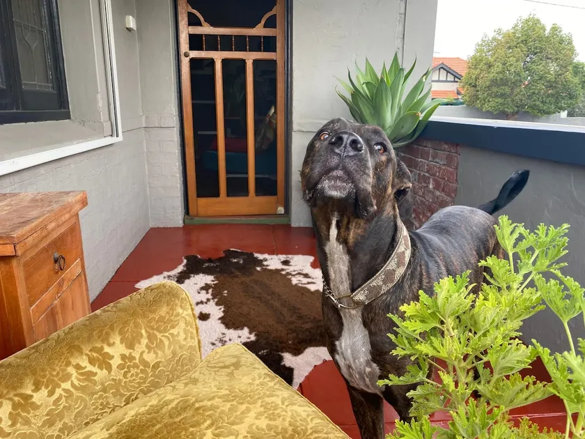Central location home in Bayswater - Cbd-Airport - Image 1