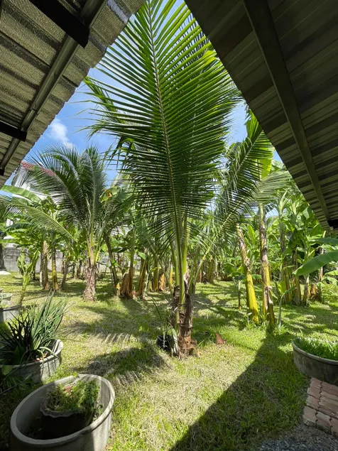 Banana tree house/garden Apt#3 near airport, BTS - Image 1