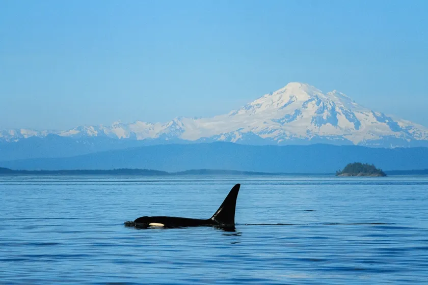 Beauty two bedrooms apartment-Ocean & Mount Baker - Image 1