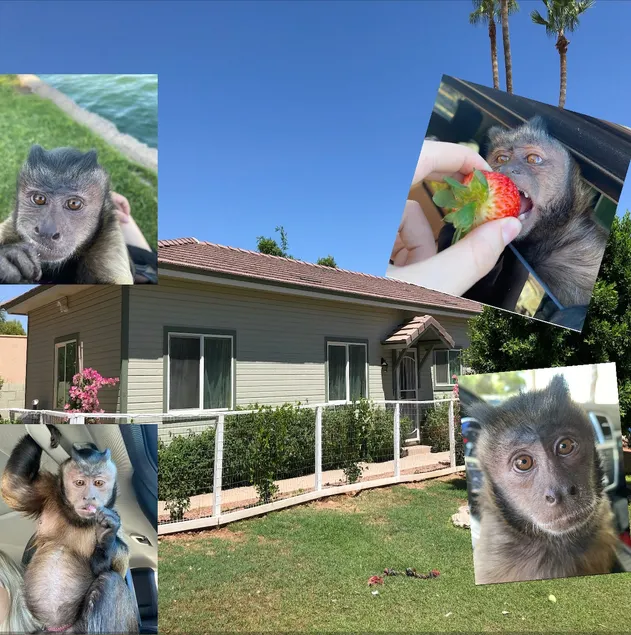 Guest house/meet exotic animals - Image 1
